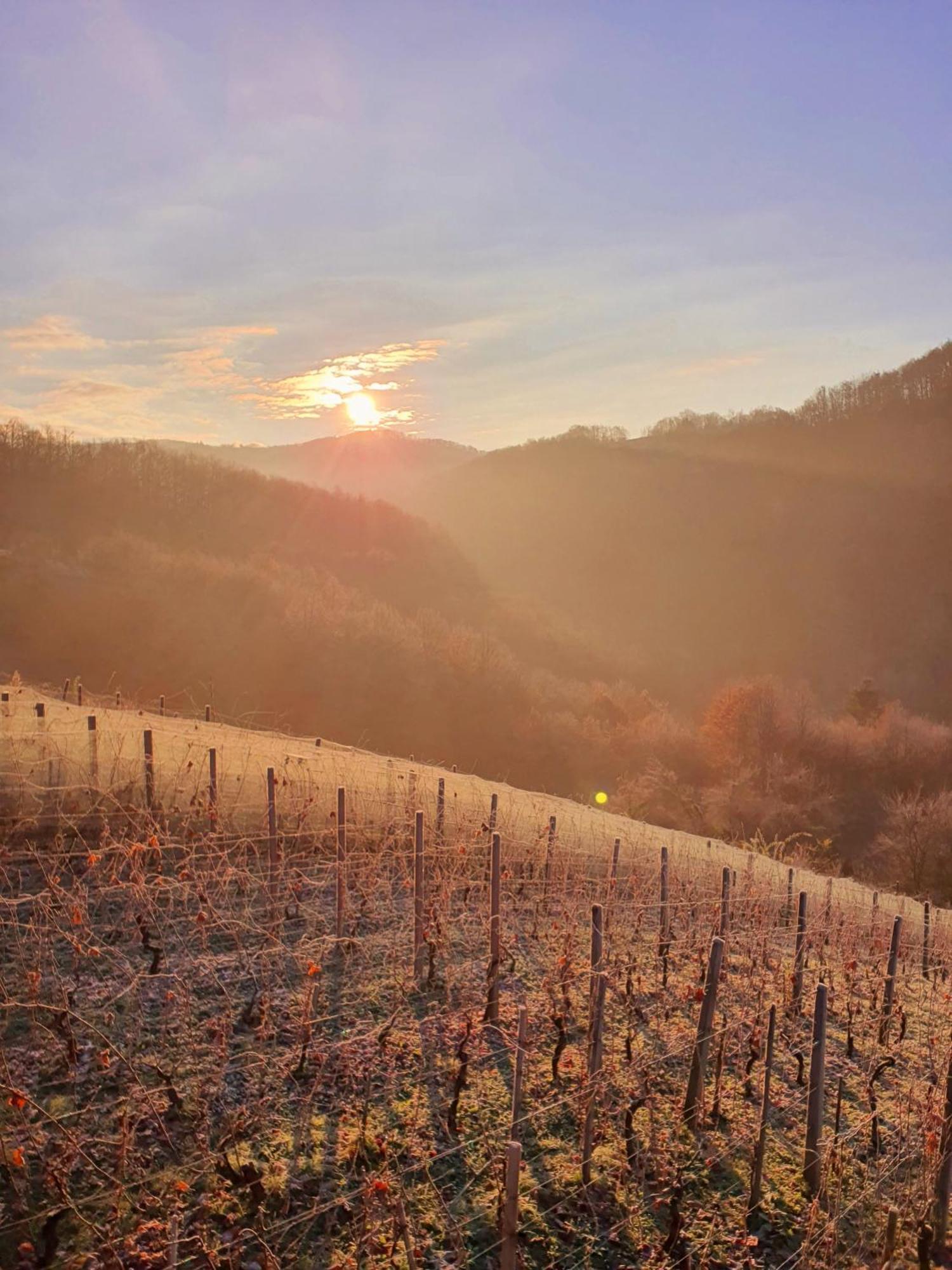 Vineyard Cottage Matej Trebnje Екстериор снимка