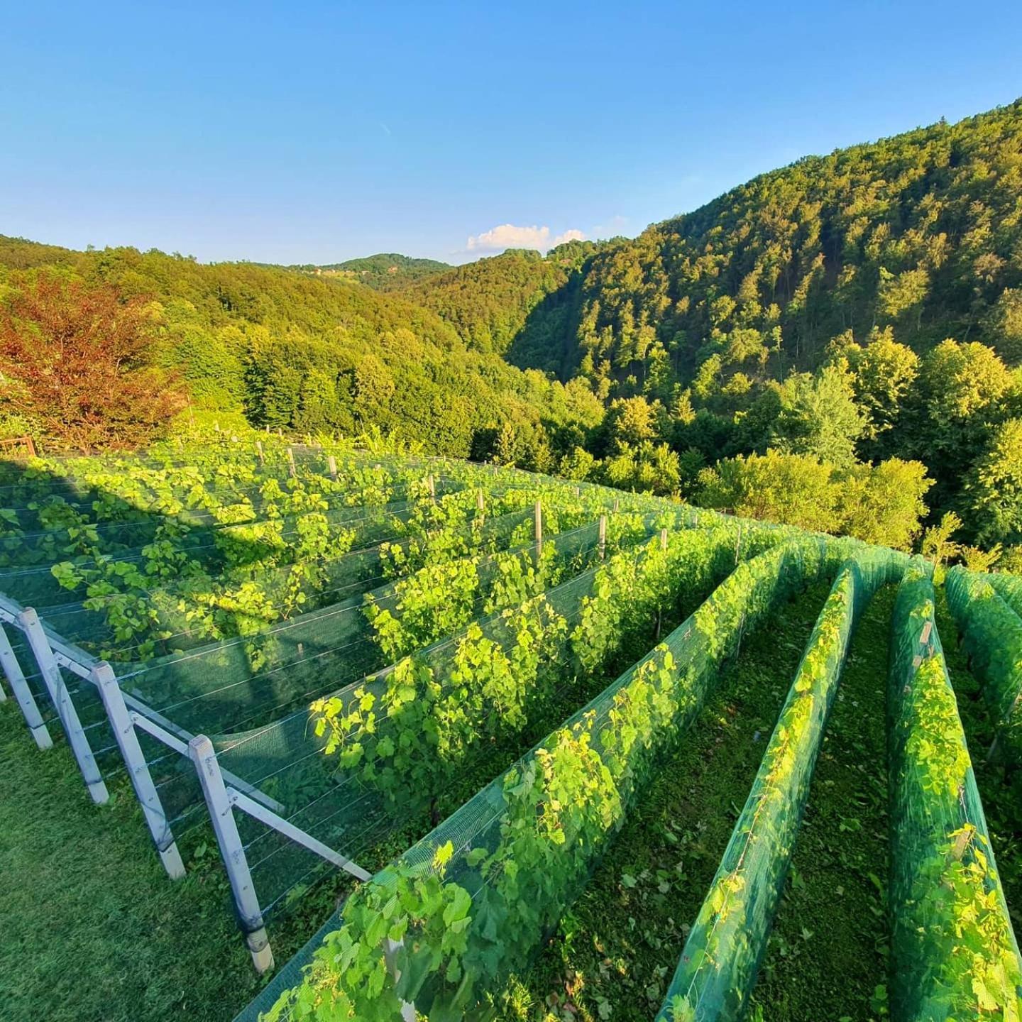 Vineyard Cottage Matej Trebnje Екстериор снимка
